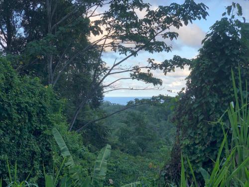 卡维塔Papaya Wildlife Lodge的从山坡上可欣赏到丛林景色