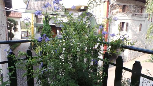 Borgofranco dʼIvrea拉瑞姆皮赤那住宿加早餐旅馆的紫色花 ⁇ 上的植物