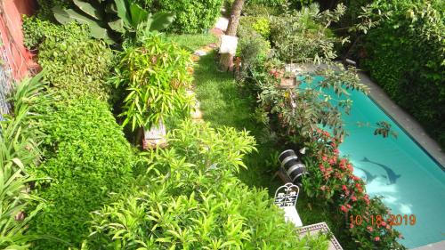 达喀尔Fabuleuse Villa Keur Bibou的一个带游泳池和一些植物的花园