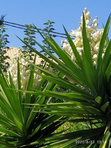 卡拉米锡雷尼亚公寓式酒店的背景白花的艾兰特罗植物