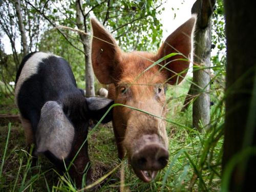 StraidBallylagan Organic Farm的站在树林里的草丛中的一头牛
