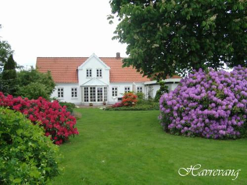 比伦德Havrevang的院子里的白色房子,花粉色和紫色