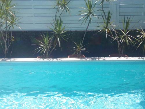 舍尔谢Villa Eden Rock的一座种植了棕榈树的蓝色游泳池