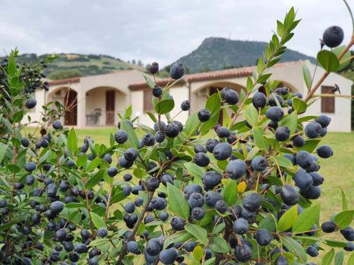 瓦雷多利亚La Casa di Spinosella的屋前一棵树上的一束蓝莓