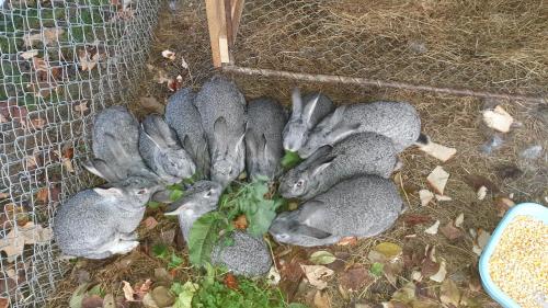 VaideeniPensiunea Agroturistica Cerna, Vaideeni, Valcea的一群灰色的兔子躺在笼子里