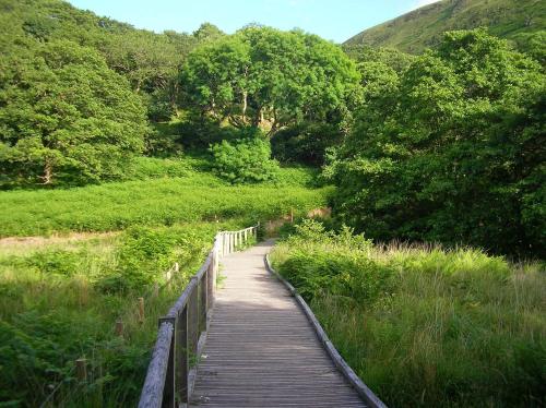 Bryn-crug多尔格施住宿加早餐旅馆的一座木桥,横跨一片树木和草地的田野