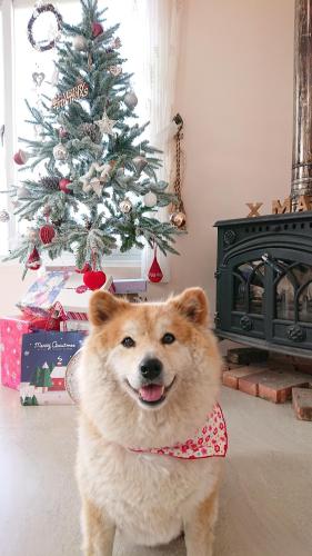 东河漂鸟之栖 的站在圣诞树前的狗