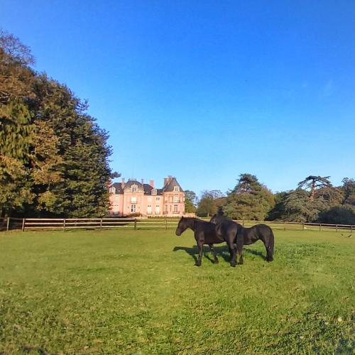 Bacilly查托尔城堡住宿加早餐旅馆的两匹马站在房子前面的田野上
