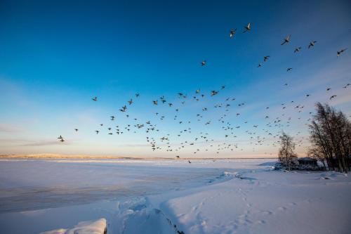 彼得罗扎沃茨克普瑞恩兹天空俱乐部酒店的一群鸟飞在天空的雪上