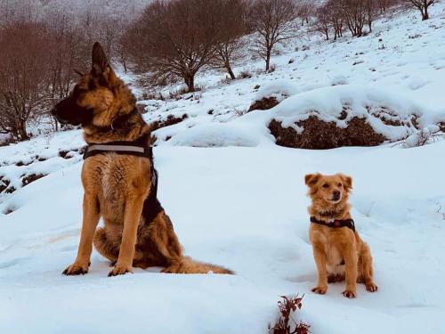 和主人一起入住La casa del dog trekking的宠物