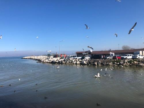 亚洛瓦Yalova_Merkez的码头附近的水中一群鸟