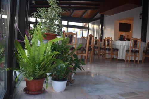 沃莱尼德蒙泰Vila Teju Valeni的一间拥有几株盆栽植物的房间,一张桌子和椅子