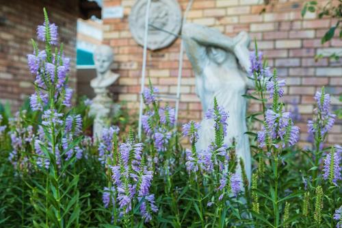 波切夫斯特鲁姆Alec Wright's Guest Lodge的紫色花卉园里的女人雕像
