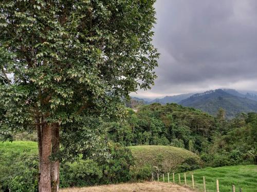 萨兰托Hostal Bamboo的山地中的一棵树