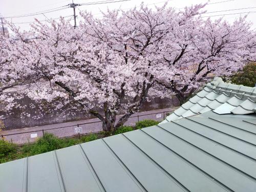 别府Guesthouse Sakichi的蓝色的屋顶,有一棵开花的树