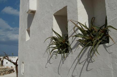 萨维勒特里西米诺酒店的白色建筑一侧的植物