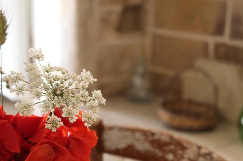 马尔塔诺Dimora Krifò的厨房柜台花瓶里的红花