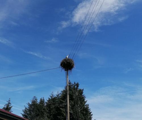 SteinenSchwarzwald Appartement的电话杆顶上的鸟巢