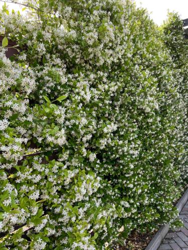 皮聪达Hotel Mandarin的花园中种有白色花的树 ⁇ 