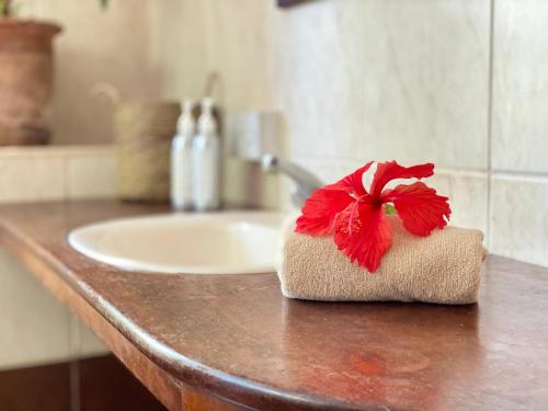 基利菲Salty's Kitesurf Village的浴室水槽,毛巾上放着红花