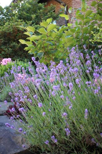 瓦尔德布勒尔Ferienwohnung zum Nutscheid的花园里的一束紫色花