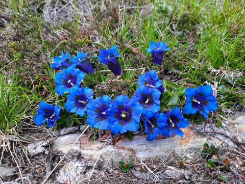 圣维吉利奥Agritur Bolser的草上一束蓝色的花