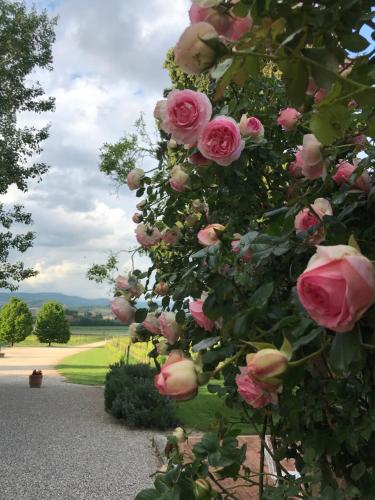 圣皮耶特罗因卡里亚诺Domus Cariana的灌木丛上一束粉红色玫瑰