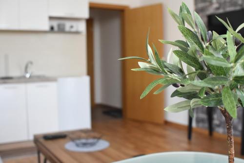索科矿泉村Millenium apartment的坐在客厅桌子上的植物