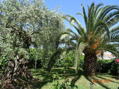 萨索斯Studios Anais - Thasos的院子中间的棕榈树