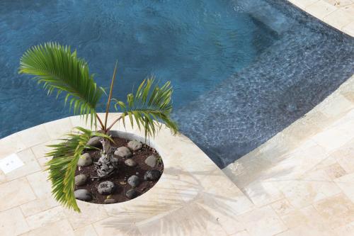 圣丹尼斯ESCAPADE BELLEPIERRE (L')的游泳池旁的棕榈树