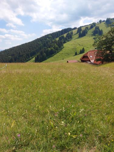 鲁容贝罗克Chata u sovicky Malino Brdo的一片绿草丛,后面有谷仓