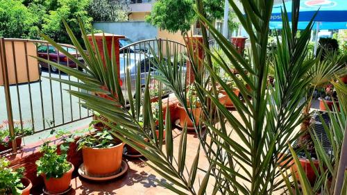 内塞伯尔Adri Guest House的坐在阳台上的一堆盆栽植物