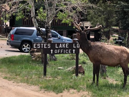 埃斯蒂斯帕克Estes Lake Lodge的一只鹿站在路标旁边