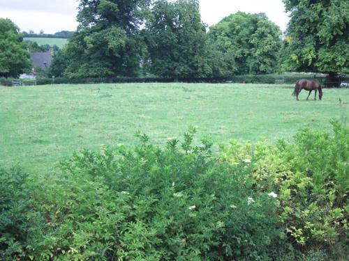 SulgraveStone House的草场上的马