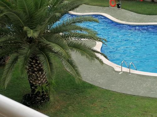 萨洛Salou Apartamento con encanto Martin&RoseHouse的游泳池旁的棕榈树