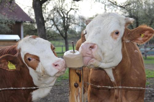 圣卡尼兹Bauernhof Pension Hofmayer的两只棕色和白色的牛,站在围栏旁边
