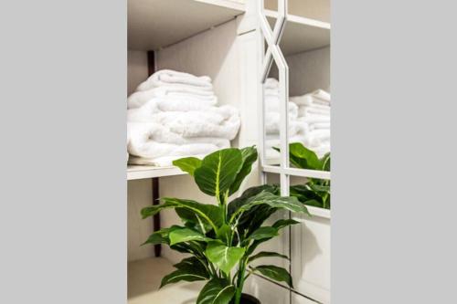 威廉斯塔德CityLife Apartments in Willemstad - groundfloor 2 bedroom apartment - B的配有白色毛巾和植物的衣柜