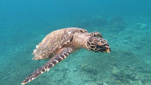 丹格迪Dhangethi INN的海水中游泳的绿海龟