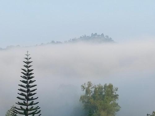 碧差汶บ้านสวนศรเพชร的前方有树的雾 ⁇ 的山谷