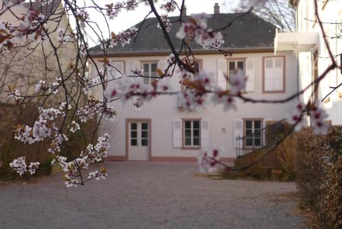 WolxheimLa Maison Carré的前面有粉红色花的白色房子