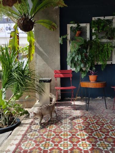 怡保The Brownstone Hostel & Space的一只猫在植物间铺有瓷砖地板的路上行走