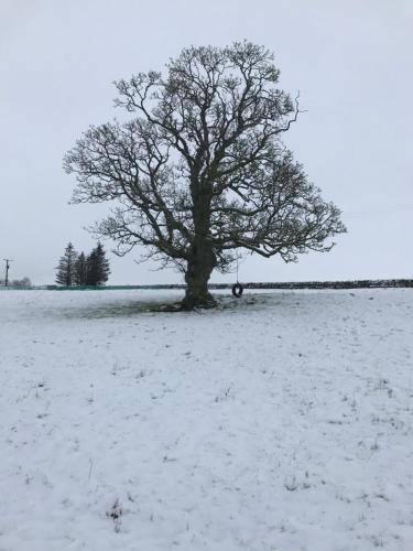 奥特本Elishaw Farm Holiday Cottages的田野里的一棵树,地上有雪