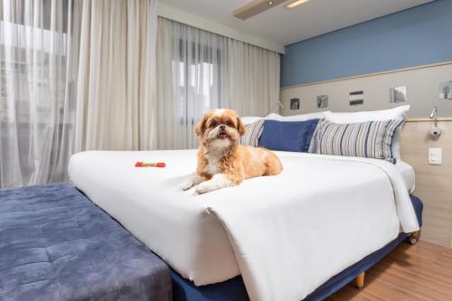圣保罗美居圣保罗潘普洛纳酒店的狗坐在卧室的床上