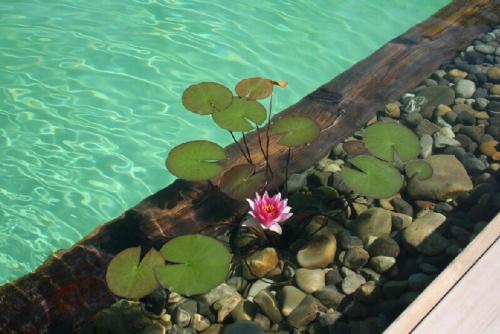 LeymenCOTTAGE-GITE COEUR DE SUNDGAU的水中一朵粉红色花的植物