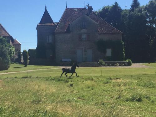 Miserey-Salinesau château的跑在房子前面田野里的马
