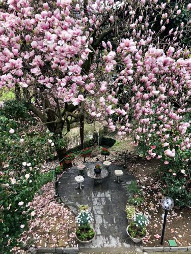勒威诺Villa Monica的有一棵树,上面有粉红色的花朵,上面有喷泉