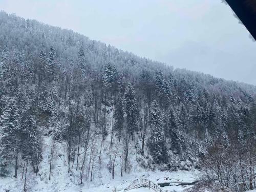亚列姆切Писанка Плюс的山坡上被雪覆盖,有树木