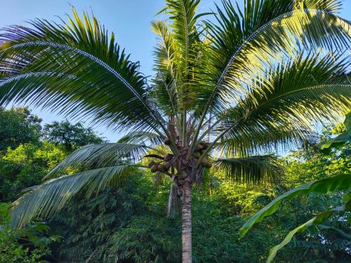 圣玛尔塔MIVALS的森林里棕榈树上种植香蕉