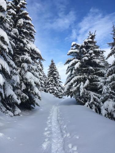 维拉尔叙尔多龙La Perle Des Alpes C2的雪地里满是脚印的雪覆盖的树