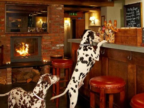 Edington三柄短剑旅馆的两只达尔马提亚狗站在酒吧